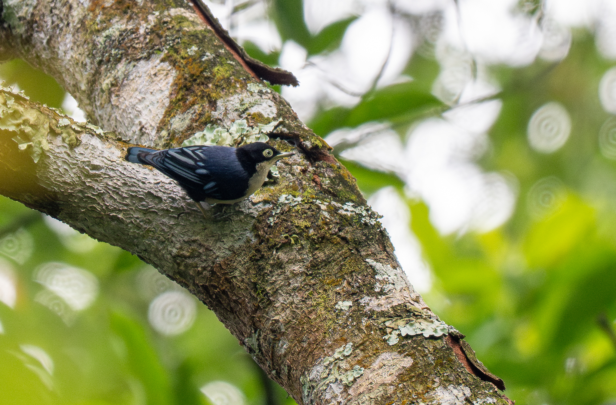 Blue Nuthatch (Sitta azurea), photo 9