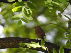Phacellodomus sibilatrix