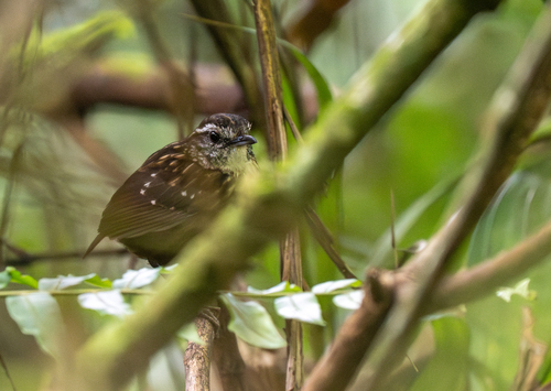 Eyebrowed Wren-Babbler (Napothera epilepidota), photo 7