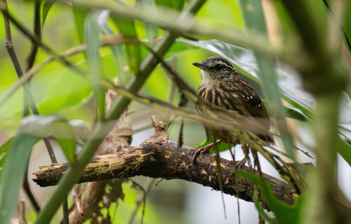Eyebrowed Wren-Babbler (Napothera epilepidota), photo 5