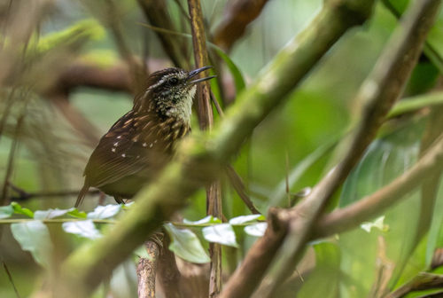 Eyebrowed Wren-Babbler (Napothera epilepidota), photo 2