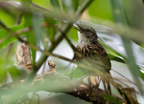 Eyebrowed Wren-Babbler (Napothera epilepidota), photo 6