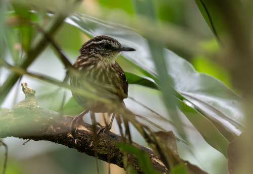 Eyebrowed Wren-Babbler (Napothera epilepidota), photo 7