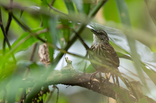 Eyebrowed Wren-Babbler (Napothera epilepidota), photo 8