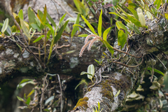Pinalia multiflora, photograph (c) Forest Botial-Jarvis, some rights reserved (CC BY)