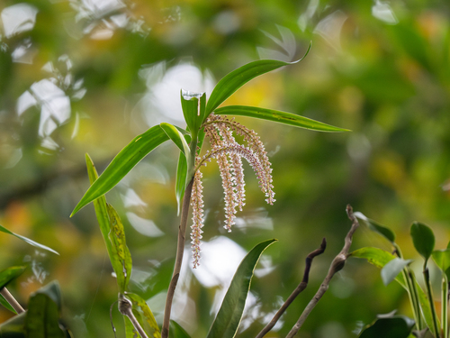Pinalia multiflora