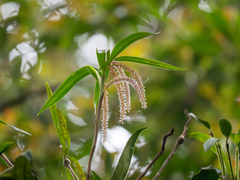 Pinalia multiflora