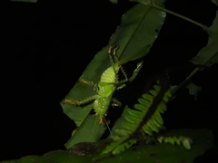 Panacanthus cuspidatus