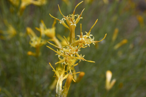 Ericameria nauseosa var. nitida