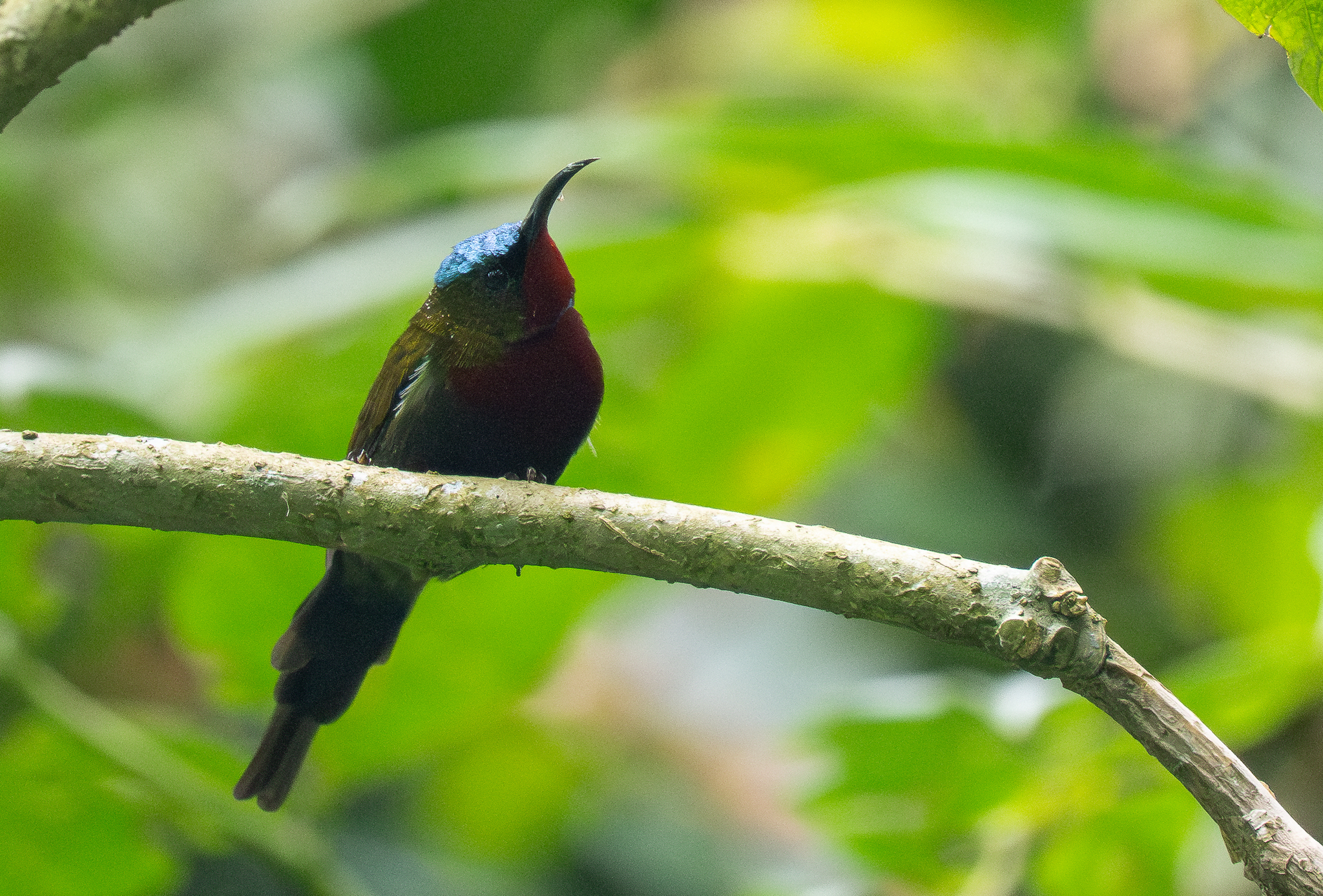White-flanked Sunbird (Aethopyga eximia), photo 1
