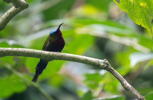 White-flanked Sunbird (Aethopyga eximia), photo 2