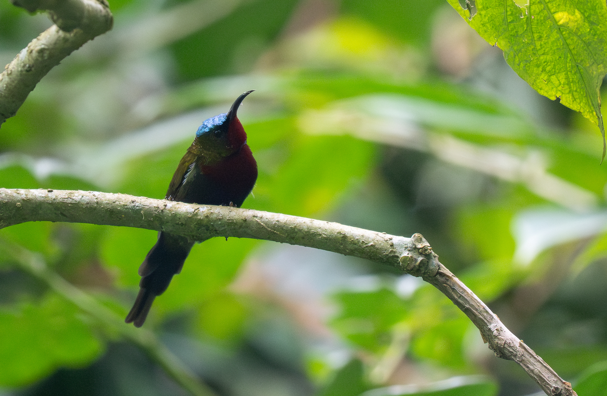 White-flanked Sunbird (Aethopyga eximia), photo 2