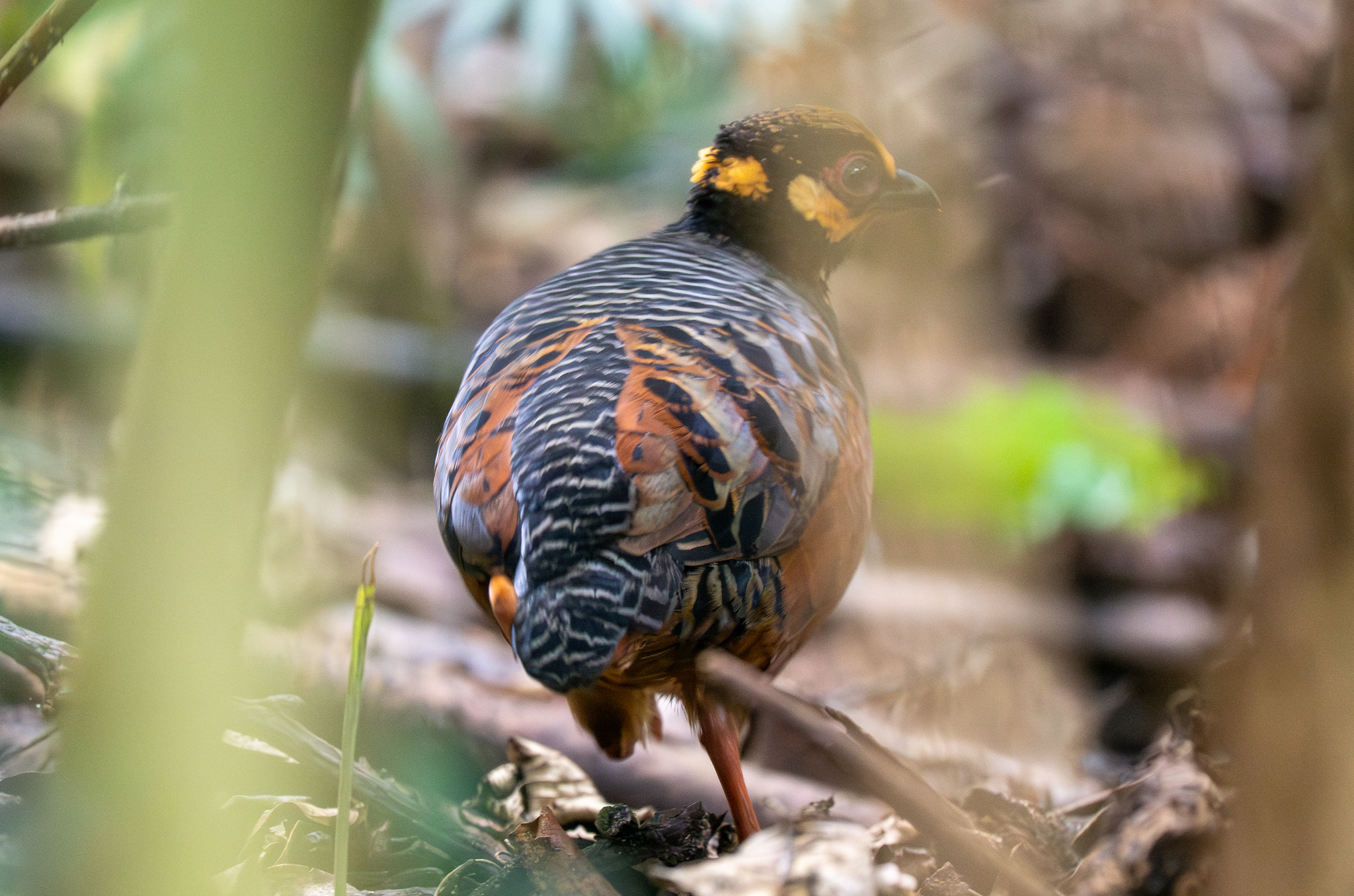 Chestnut-bellied Partridge (Arborophila javanica), photo 1