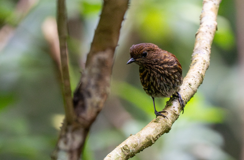 Javan Blue Robin (Myiomela diana), photo 2