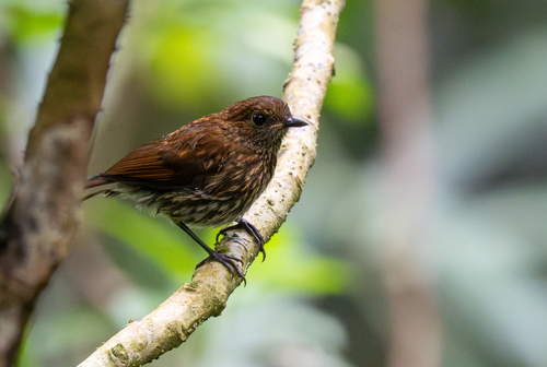 Javan Blue Robin (Myiomela diana), photo 3