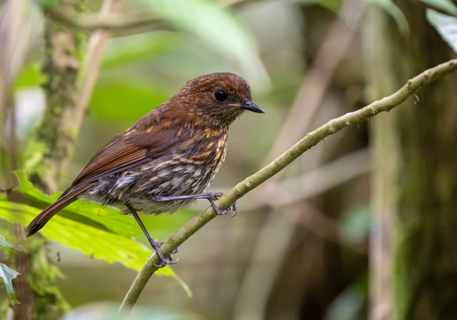 Javan Blue Robin (Myiomela diana), photo 6