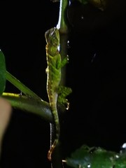 Enyalioides laticeps