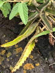 Kalanchoe daigremontiana