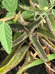 Kalanchoe daigremontiana
