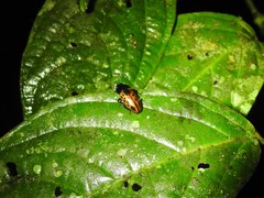 Pselaphacus signatus