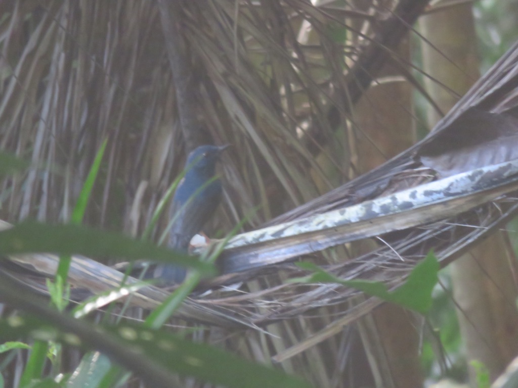 Blue-breasted Blue Flycatcher illustration