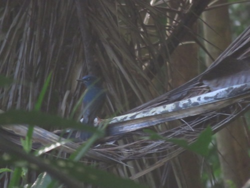 Blue-breasted Blue Flycatcher (Cyornis herioti), photo 1