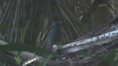Blue-breasted Blue Flycatcher (Cyornis herioti), photo 4