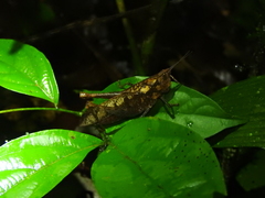 Colpolopha latipennis