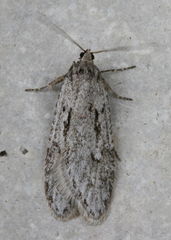 Semioscopis megamicrella