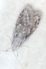 Semioscopis aurorella