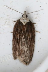 Acleris pulverosana