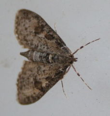 Palpita aenescentalis