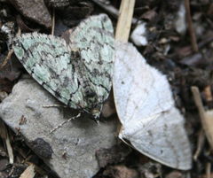 Hydriomena renunciata