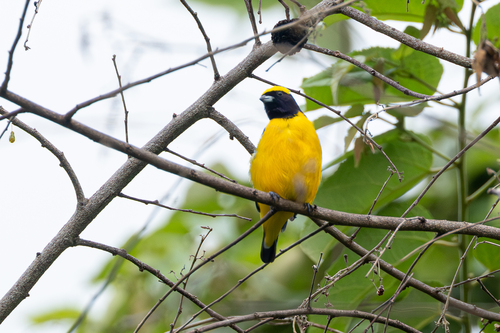 Trinidad Euphonia (Euphonia trinitatis), photo 7