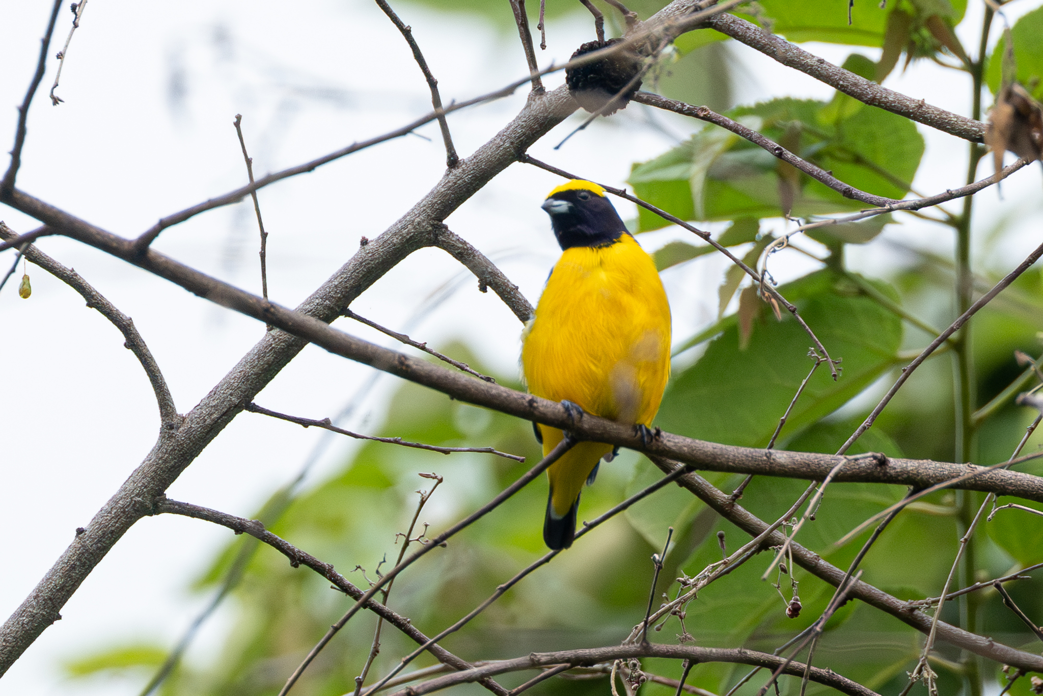 Trinidad Euphonia illustration