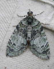 Hydriomena transfigurata