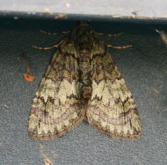 Hydriomena transfigurata