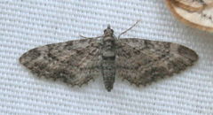 Eupithecia columbiata
