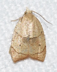 Coelostathma discopunctana