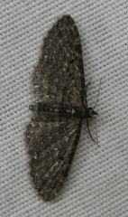 Eupithecia tripunctaria