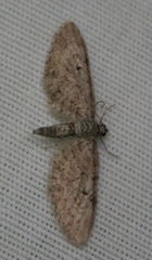 Eupithecia intricata