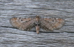 Eupithecia strattonata