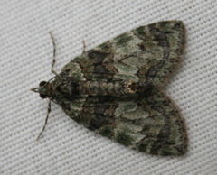 Hydriomena transfigurata