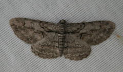 Iridopsis vellivolata