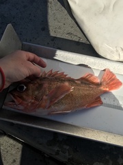 Sebastes chlorostictus