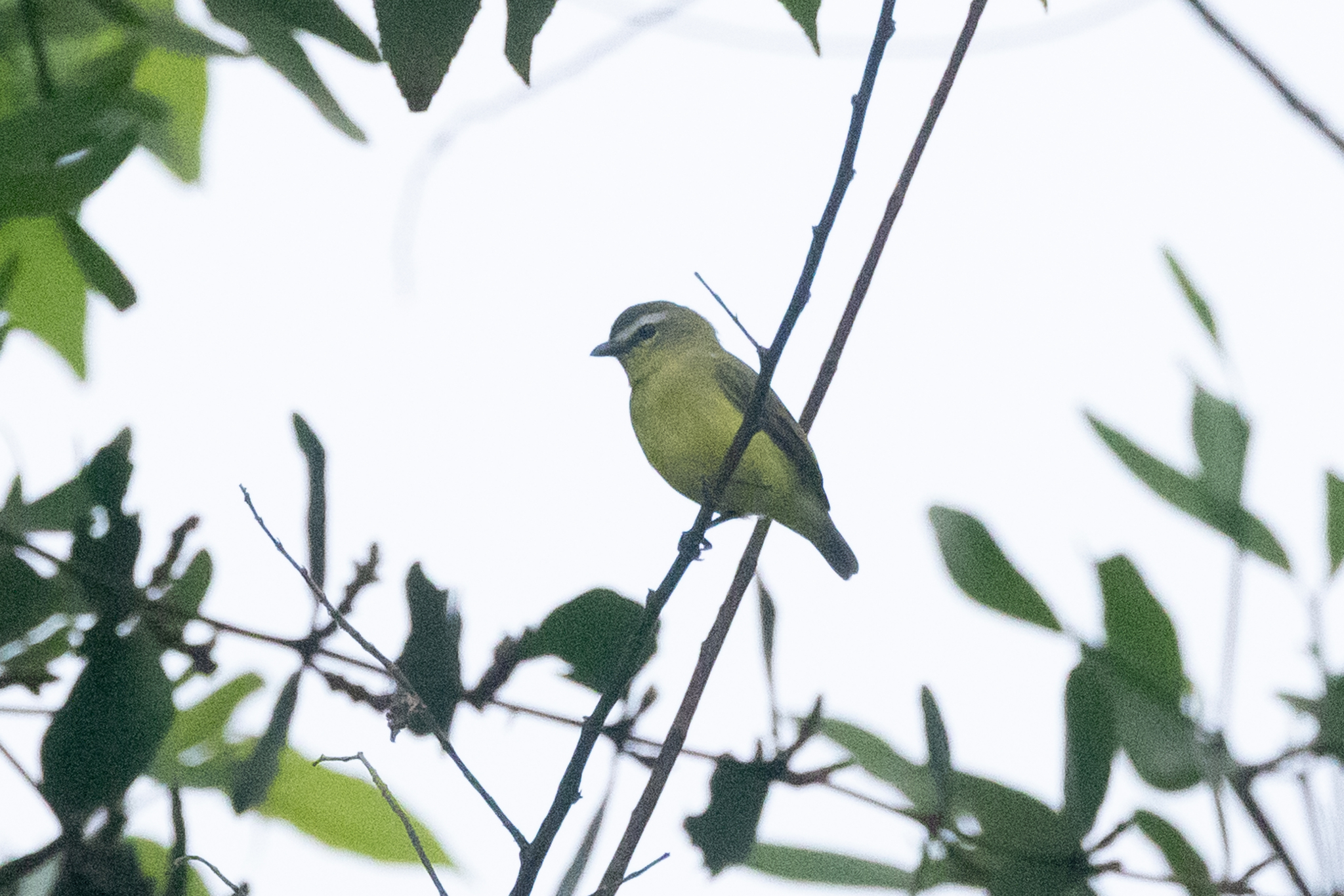 Brown-capped Tyrannulet (Ornithion brunneicapillus), photo 4