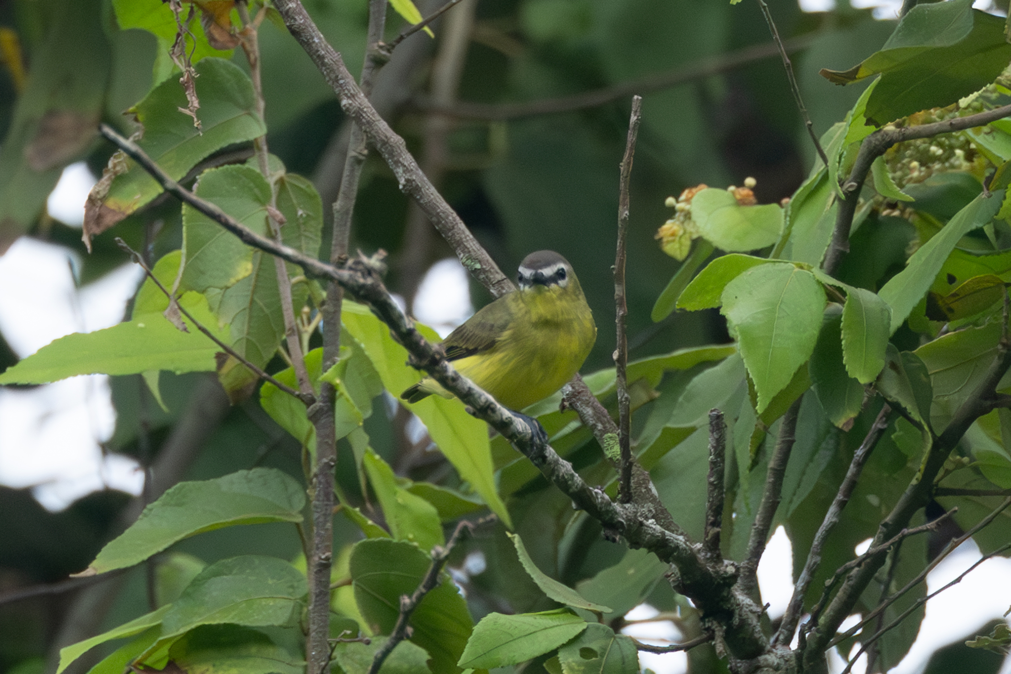 Brown-capped Tyrannulet (Ornithion brunneicapillus), photo 5