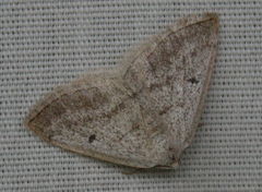 Lomographa glomeraria