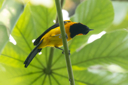 Orange-crowned Oriole (Icterus auricapillus), photo 8