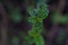 Ceanothus thyrsiflorus thyrsiflorus